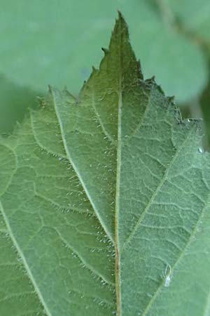 Rubus fabrimontanus \ Schmiedeberger Haselblatt-Brombeere / Schmiedeberg Bramble, D Gedern-Oberseemen 30.7.2020