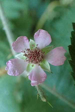 Rubus fabrimontanus \ Schmiedeberger Haselblatt-Brombeere, D Gedern-Oberseemen 30.7.2020