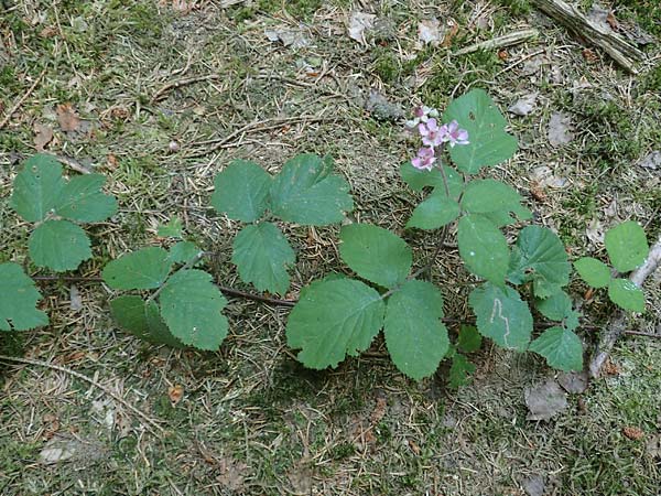 Rubus fabrimontanus \ Schmiedeberger Haselblatt-Brombeere / Schmiedeberg Bramble, D Gedern-Oberseemen 30.7.2020