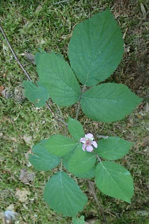 Rubus fabrimontanus \ Schmiedeberger Haselblatt-Brombeere, D Gedern-Oberseemen 30.7.2020