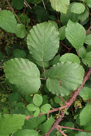 Rubus fuscus \ Braune Brombeere / Brown Bramble, D Bad Karlshafen 8.9.2020