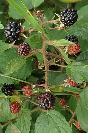 Rubus fuscus \ Braune Brombeere / Brown Bramble, D Bad Karlshafen 8.9.2020