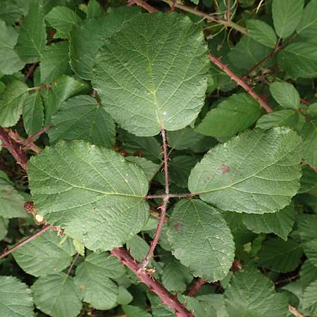 Rubus fuscus \ Braune Brombeere / Brown Bramble, D Bad Karlshafen 8.9.2020