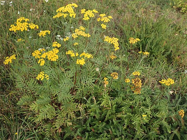 Tanacetum vulgare \ Rainfarn, D Brandenburg, Havelaue-Parey 23.9.2020