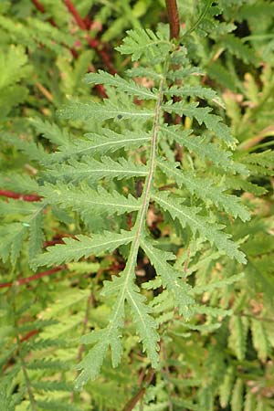 Tanacetum vulgare \ Rainfarn, D Brandenburg, Havelaue-Parey 23.9.2020