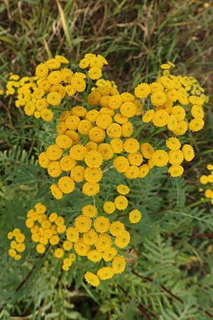 Tanacetum vulgare \ Rainfarn / Tansy, D Brandenburg, Havelaue-Parey 23.9.2020