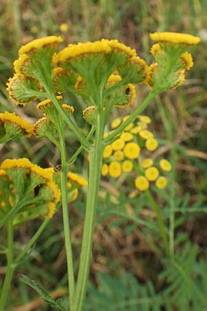 Tanacetum vulgare \ Rainfarn, D Brandenburg, Havelaue-Parey 23.9.2020