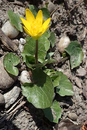 Ranunculus ficaria \ Scharbockskraut / Lesser Celandine, D Ludwigshafen 8.3.2021