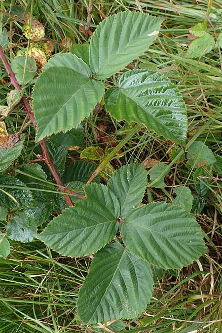 Rubus plicatus \ Falten-Brombeere, D Neumünster, Dosenmoor 16.9.2021