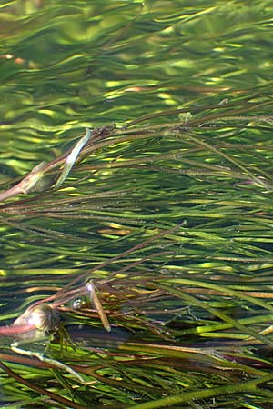 Ranunculus fluitans \ Flutender Hahnenfuß / River Water Crowfoot, D Bahlingen am Kaiserstuhl 24.9.2021