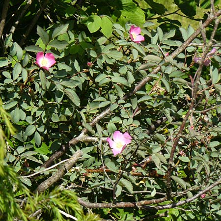 Rosa glauca \ Hecht-Rose, Rotblttrige Rose / Redleaf Rose, D Fridingen 3.6.2015