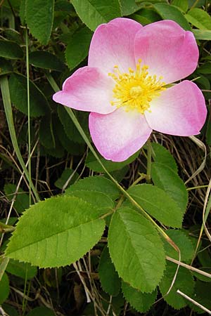 Rosa gallica \ Essig-Rose, Franzsische Rose / French Rose, Apothecary's Rose, D Östringen-Eichelberg 25.5.2015