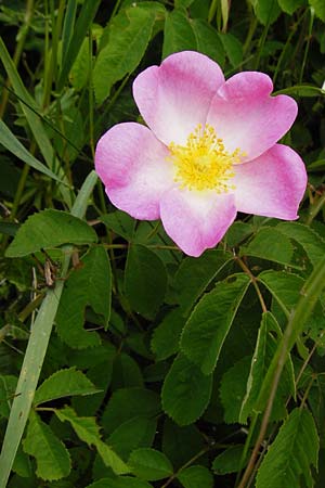 Rosa gallica \ Essig-Rose, Franzsische Rose / French Rose, Apothecary's Rose, D Östringen-Eichelberg 25.5.2015