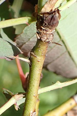 Rosa glauca \ Hecht-Rose, Rotblttrige Rose, D Fridingen 3.6.2015