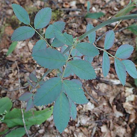 Rosa glauca \ Hecht-Rose, Rotblttrige Rose / Redleaf Rose, D Beuron 25.7.2015