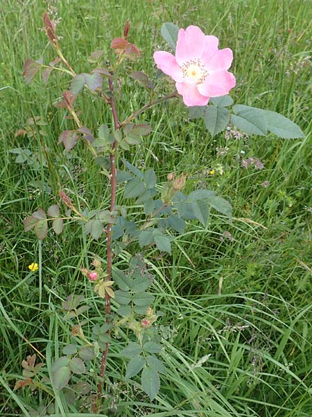 Rosa vosagiaca \ Vogesen-Rose, Blaugrüne Rose, D Rechtenbach 20.6.2016