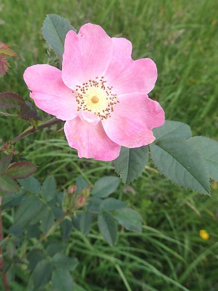 Rosa vosagiaca \ Vogesen-Rose, Blaugrne Rose / Glaucous Dog Rose, Thick-Leaved Rose, D Rechtenbach 20.6.2016