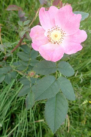 Rosa vosagiaca \ Vogesen-Rose, Blaugrüne Rose, D Rechtenbach 20.6.2016