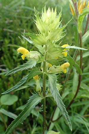 Rhinanthus glacialis \ Grannen-Klappertopf / Aristate Yellow-Rattle, D Pfronten 28.6.2016