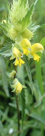 Rhinanthus glacialis \ Grannen-Klappertopf, D Pfronten 28.6.2016