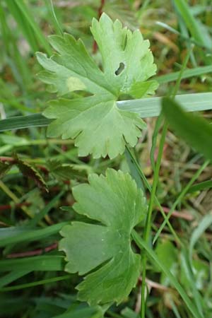 Ranunculus geraniifolius \ Stochschnabelblttriger Gold-Hahnenfu / Geranium-Leaved Goldilocks, D Bad Münstereifel 22.4.2017