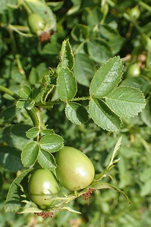 Rosa gremlii / Gremli's Rose, D Frankfurt-Schwanheim 22.6.2019