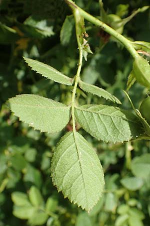 Rosa gremlii \ Gremli-Rose / Gremli's Rose, D Frankfurt-Schwanheim 22.6.2019