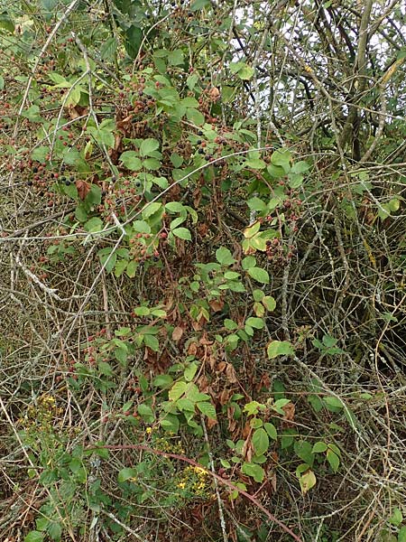 Rubus gracilis \ Haarstngelige Brombeere, D Rheinstetten-Silberstreifen 14.8.2019