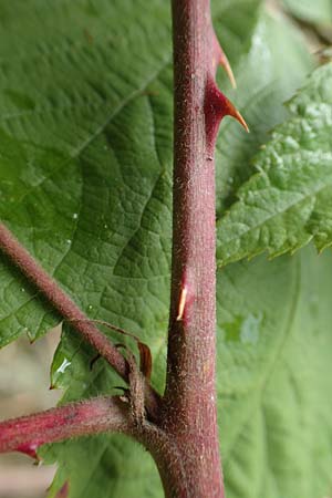 Rubus gracilis \ Haarstängelige Brombeere, D Rheinstetten-Silberstreifen 14.8.2019