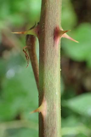 Rubus godronii \ Godrons Brombeere, D Karlsruhe 14.8.2019