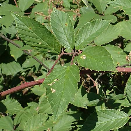 Rubus radula \ Raspel-Brombeere / File-Stemmed Bramble, D Eggenstein-Leopoldshafen 18.8.2019