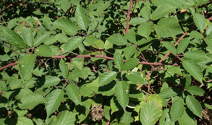 Rubus radula \ Raspel-Brombeere, D Eggenstein-Leopoldshafen 18.8.2019