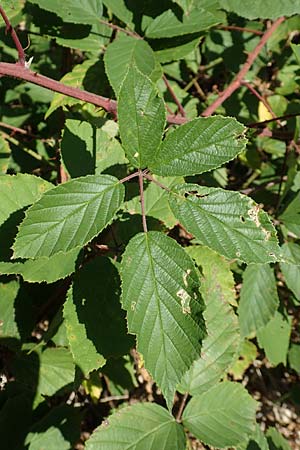 Rubus radula \ Raspel-Brombeere / File-Stemmed Bramble, D Eggenstein-Leopoldshafen 18.8.2019