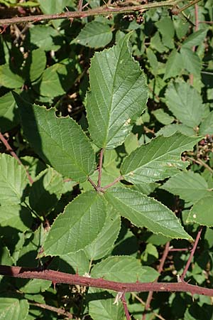 Rubus radula \ Raspel-Brombeere, D Eggenstein-Leopoldshafen 18.8.2019