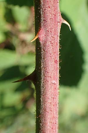 Rubus radula \ Raspel-Brombeere / File-Stemmed Bramble, D Eggenstein-Leopoldshafen 18.8.2019