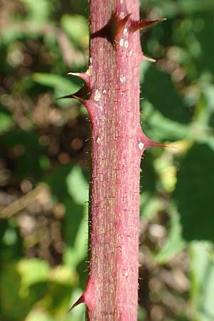 Rubus radula \ Raspel-Brombeere / File-Stemmed Bramble, D Eggenstein-Leopoldshafen 18.8.2019