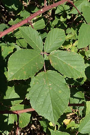 Rubus radula \ Raspel-Brombeere, D Eggenstein-Leopoldshafen 18.8.2019