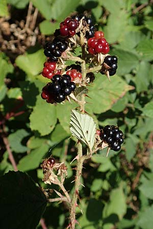 Rubus radula \ Raspel-Brombeere, D Eggenstein-Leopoldshafen 18.8.2019