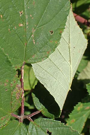 Rubus radula \ Raspel-Brombeere, D Eggenstein-Leopoldshafen 18.8.2019