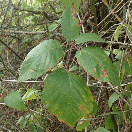 Rubus gracilis \ Haarstngelige Brombeere, D Rheinstetten-Silberstreifen 18.8.2019