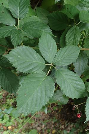 Rubus grabowskii \ Grabowskis Brombeere / Grabowski's Bramble, D Pfinztal-Berghausen 11.9.2019