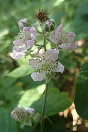 Rubus grabowskii \ Grabowskis Brombeere / Grabowski's Bramble, D Biebertal-Fellingshausen 22.6.2020