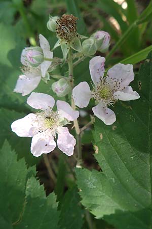 Rubus grabowskii \ Grabowskis Brombeere / Grabowski's Bramble, D Biebertal-Fellingshausen 22.6.2020