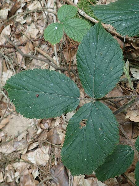 Rubus hercynicus ? \ Harzer Brombeere / Harz Bramble, D Biebertal-Fellingshausen 22.6.2020