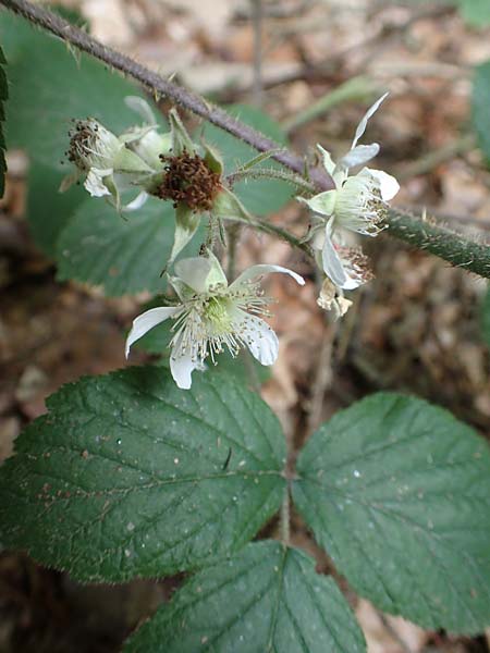 Rubus hercynicus ? \ Harzer Brombeere, D Biebertal-Fellingshausen 22.6.2020