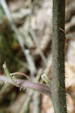 Rubus hercynicus ? \ Harzer Brombeere / Harz Bramble, D Biebertal-Fellingshausen 22.6.2020