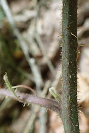 Rubus hercynicus ? \ Harzer Brombeere, D Biebertal-Fellingshausen 22.6.2020