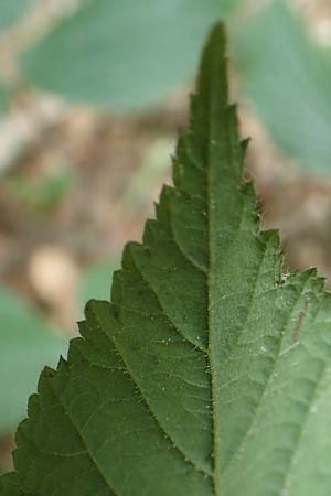 Rubus hercynicus ? \ Harzer Brombeere / Harz Bramble, D Biebertal-Fellingshausen 22.6.2020