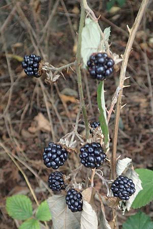 Rubus spina-curva ? \ Kreidige Brombeere / Chalky Bramble, D Bochum 9.9.2020