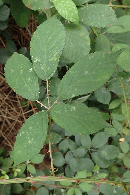 Rubus geniculatus \ Gekniete Brombeere, D Bochum 9.9.2020